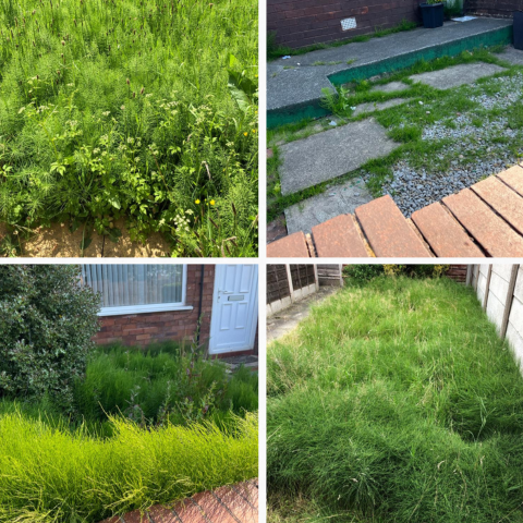 Marestail Removal Specialist in Oldham and Manchester