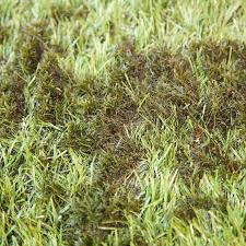 Moss on Artificial Grass Before it is cleaned