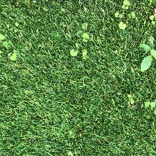 Weeds on Artificial Grass Before it is cleaned