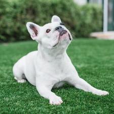 Pet Odour on Artificial Grass Before it is cleaned