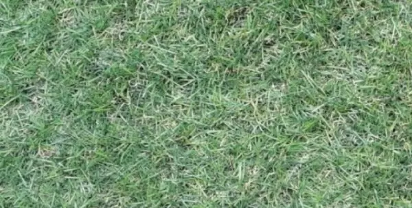 artificial grass cleaning