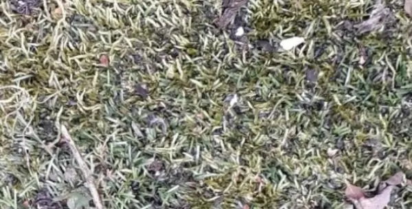 artificial grass makeover & cleaning